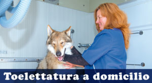 toelettatura a domicilio