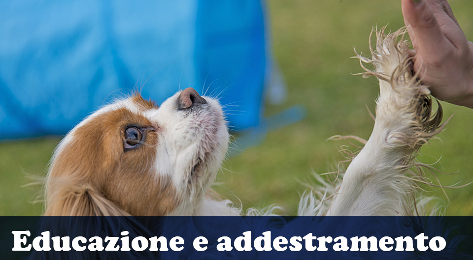 Educazione-ed-Addestramento-cane-addestratore-addestramento